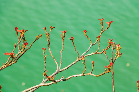 發(fā)芽樹枝