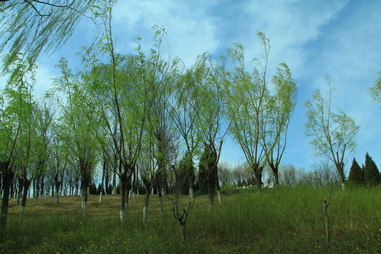 藍(lán)天樹林