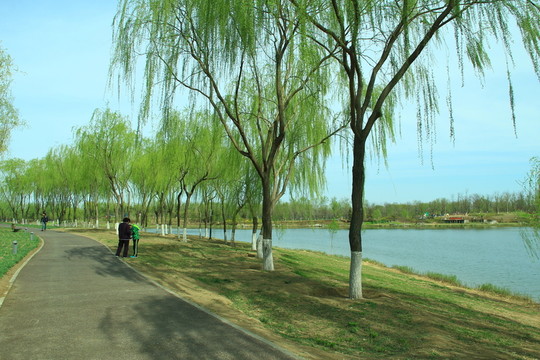 林蔭道