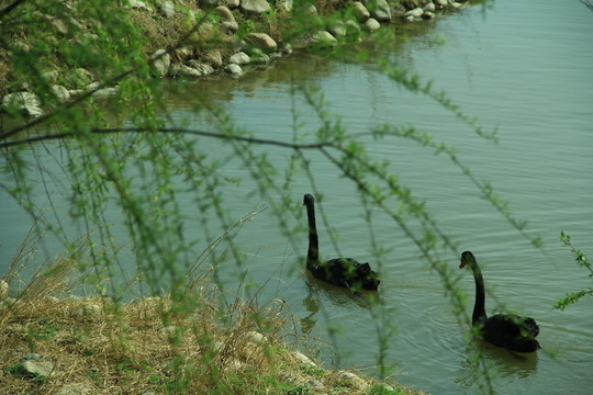 黑天鵝