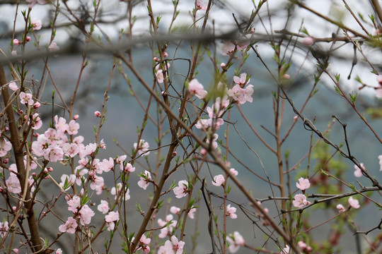 春天的花