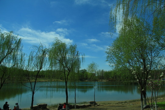 湖畔柳樹