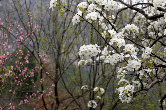 盛開的白色花朵