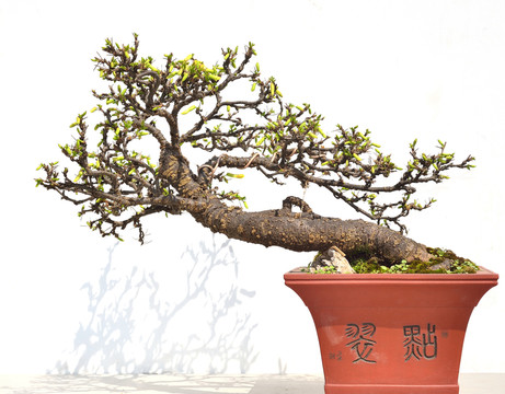 樹(shù)木盆景