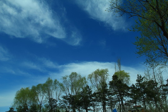 藍(lán)天白云柳樹