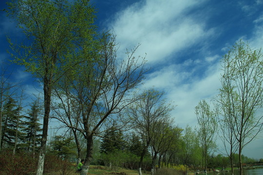 藍(lán)天白云柳樹