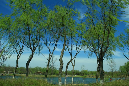湖畔柳樹(shù)