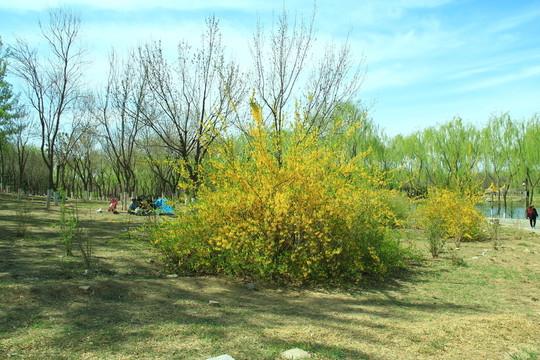 迎春花
