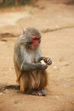 猴子 小猴 野生動物 動物