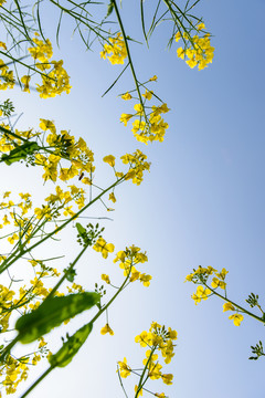 油菜花