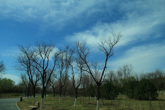 藍(lán)天白云樹枝