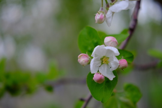 蘋果花