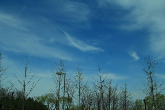 藍(lán)天背景樹林
