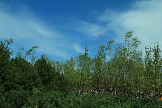 春初曠野