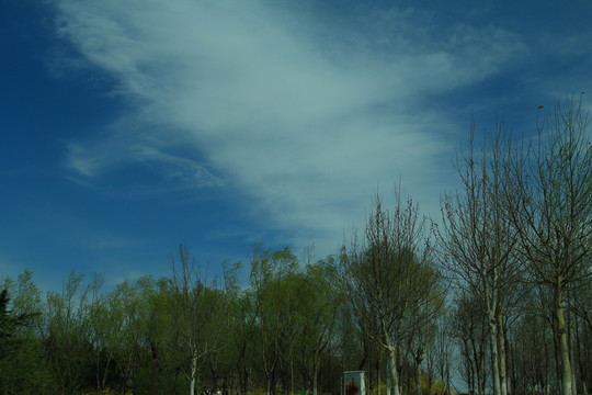樹林