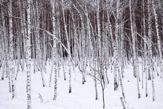 白樺林雪景