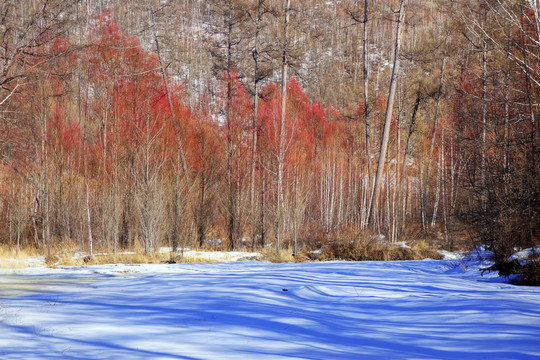 雪原紅柳