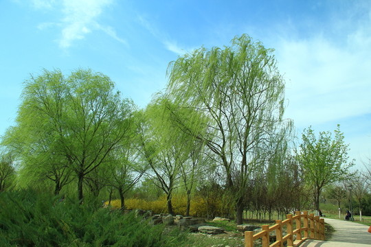 柳樹
