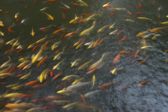 金魚
