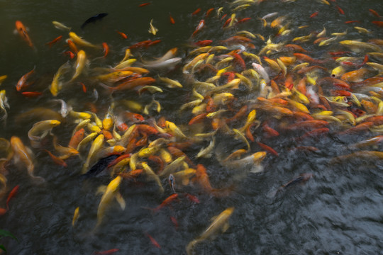 金魚群