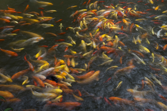 一群魚(yú)