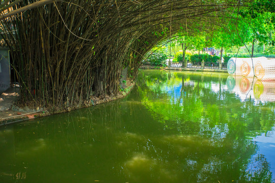 竹林 湖面