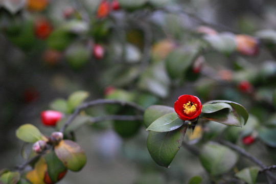 耐冬花