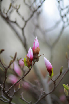玉蘭花