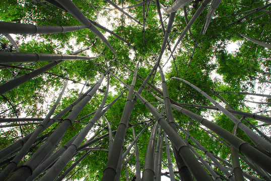 竹林