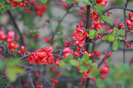 春花