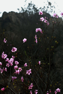 野杜鵑