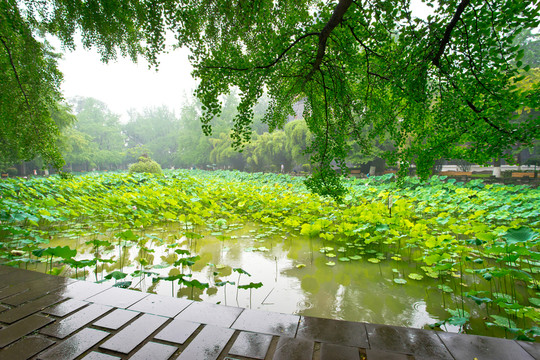 四川大學(xué)華西校區(qū)
