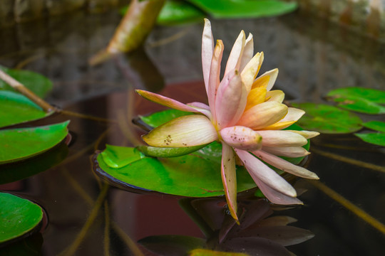 蓮花