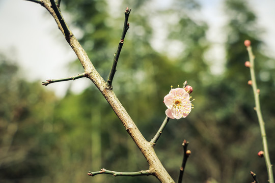 梅花