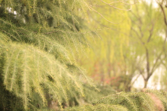 松樹