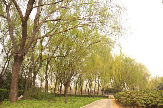 隋唐植物園