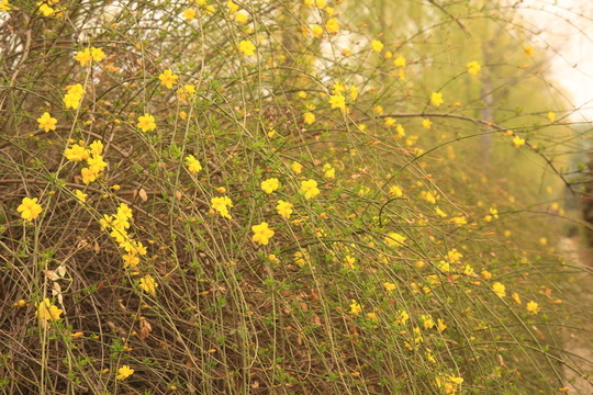 迎春花