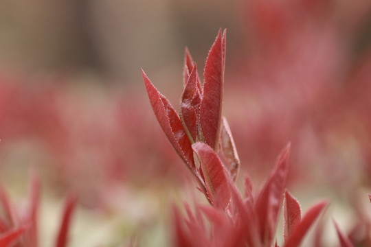 小樹芽