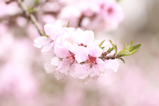 桃花