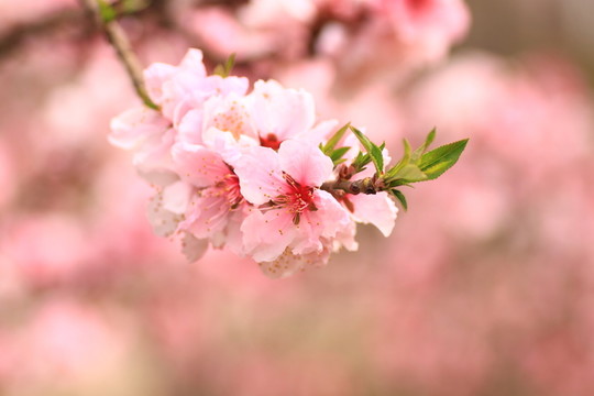 桃花