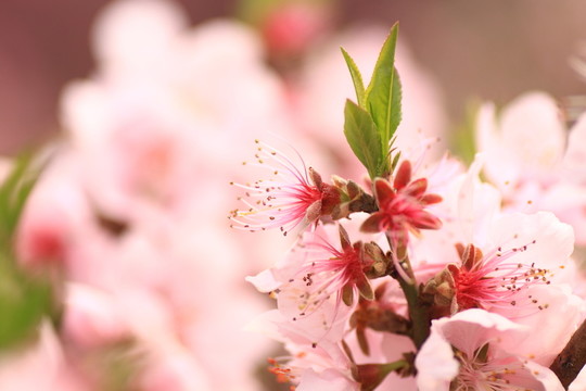 桃花