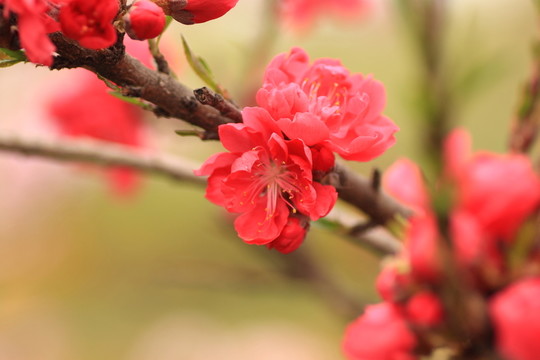 桃花