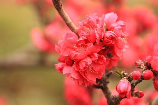 桃花
