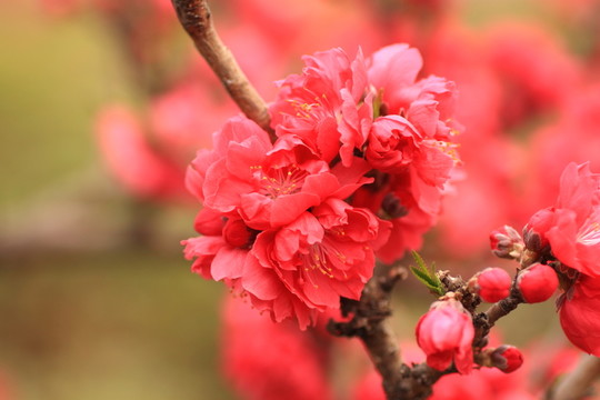 桃花