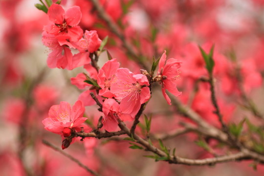 桃花