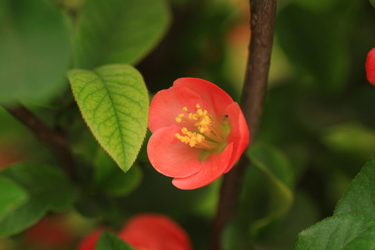 桃花