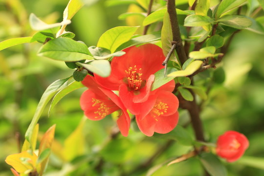 桃花
