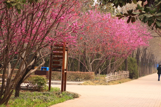 桃花