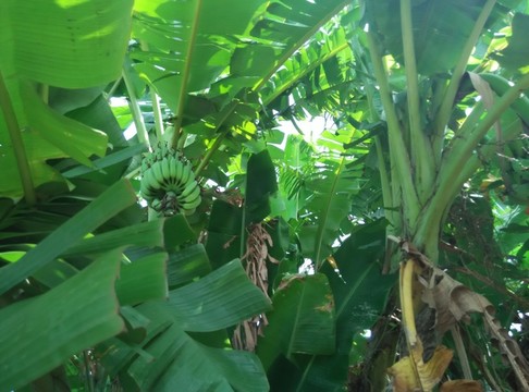 香蕉