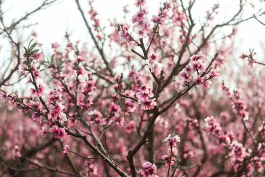 桃花